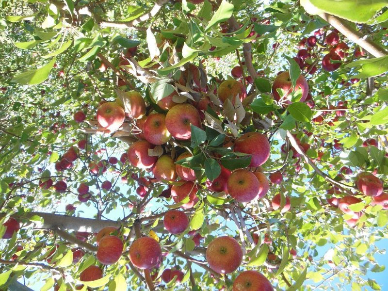 133_appleladentree