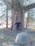 And a stop to see the ancient tree - you'd think we were in Sequia National Forest rather than Massachusetts.